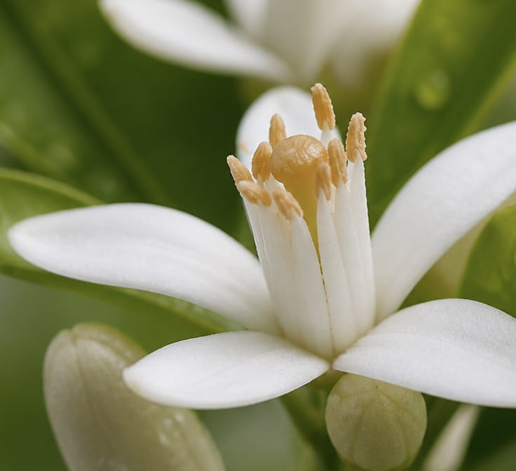 Fleur d’oranger, néroli