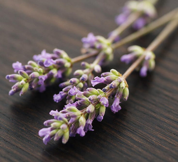 Aldehyde, camphor, lavender